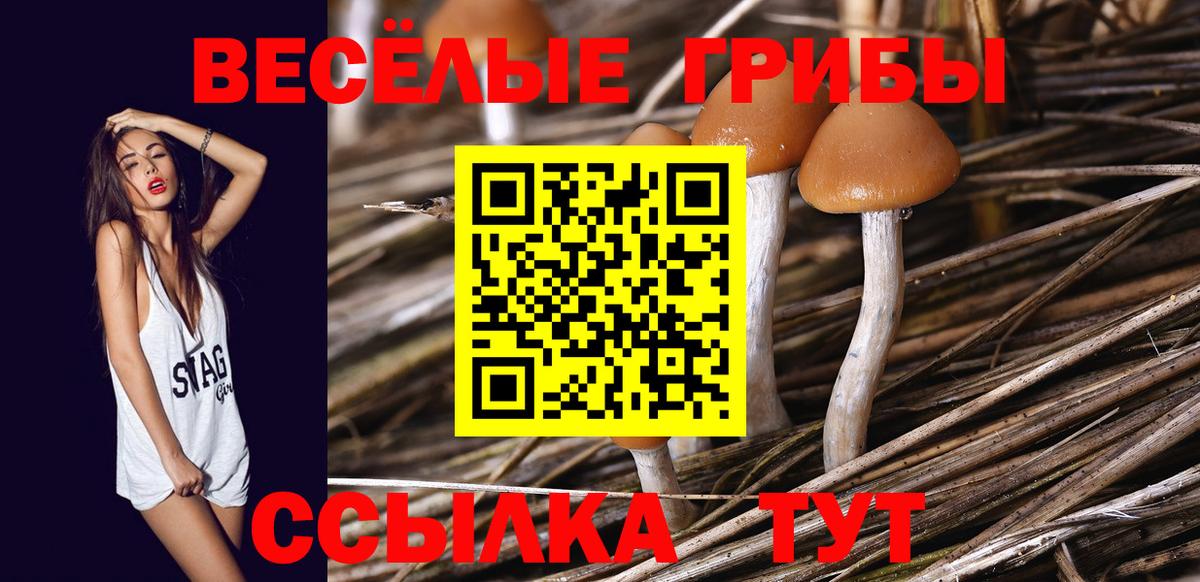 Псилоцибиновые грибы мицелий Тихвин